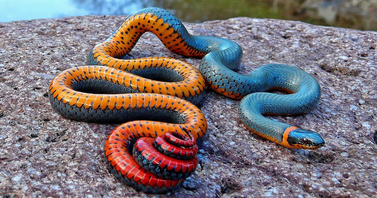 PositivePyrami1's tweet photo. @gamgamcathy56 @bandnentx2 All I can say is: Snakes and tarantulas are not the scary "monsters" most people think they are. So, if your grandson loves reptiles, support this hobby and do your best not to scream and run! ππ±πββοΈπ Most pet snakes actually are very unlikely to bite a human. #SnakesRule https://t.co/GTAdv2aDUo