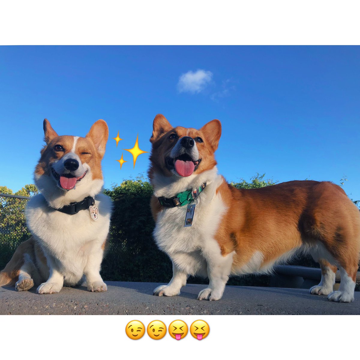 Cute ×2
#wink #CorgeousCorgis