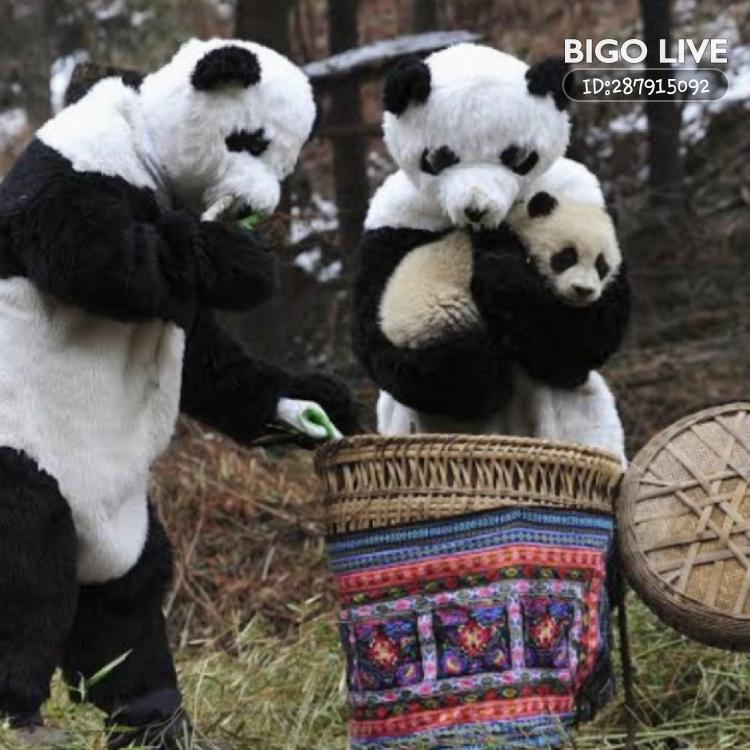 bangsawan121's tweet photo. Masuk dan nonton LIVE Panda @ di #BIGOLIVE:    
https://t.co/Bi2CemAhut https://t.co/p0fWR4p5HG