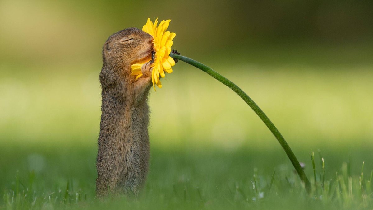 GigenaFran's tweet photo. Una ardilla oliendo una flor, mueran de ternura https://t.co/pC7ExJrQbt