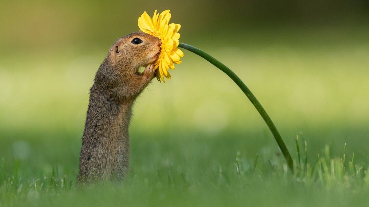 GigenaFran's tweet photo. Una ardilla oliendo una flor, mueran de ternura https://t.co/pC7ExJrQbt