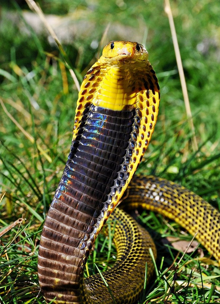 PositivePyrami1's tweet photo. #SnakesRule Here are some highly venomous but beautiful snakes. If you happen to see any of these, it's probably best to stay away! π±πββοΈπ
1) White-lipped pit viper
2) African bush viper
3) Malaysian blue coral snake
4) Samar cobra https://t.co/3rRTOuyQp1