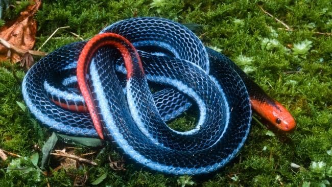 PositivePyrami1's tweet photo. #SnakesRule Here are some highly venomous but beautiful snakes. If you happen to see any of these, it's probably best to stay away! π±πββοΈπ
1) White-lipped pit viper
2) African bush viper
3) Malaysian blue coral snake
4) Samar cobra https://t.co/3rRTOuyQp1