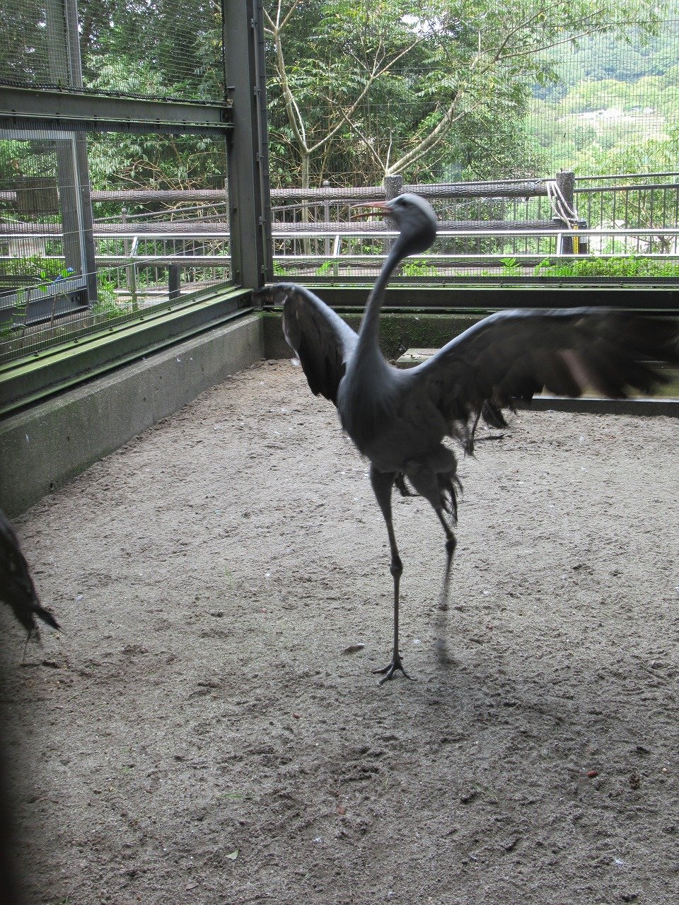 טוויטר 鹿児島市平川動物公園 בטוויטר ハゴロモヅル 荒ぶってます T Co Maqe0zgahb