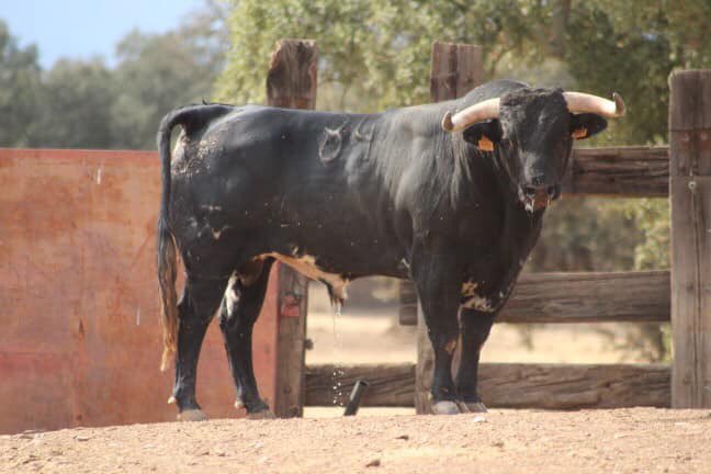 finca_eltrapio's tweet photo. 👉El toro nº 84 de José Luis Pereda, otro de los toros que llega en breve a  nuestras instalaciones de Moncada (València), junto a otros 6 toros.

¡Ven a verlo sin compromiso!

📍Estamos en Moncada (València).
☎️ 604 290 932 https://t.co/hhMOtAqpJi