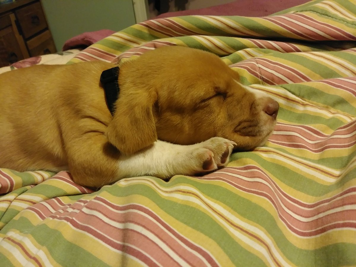 BackPatioNews's tweet photo. @Divergentmama @mommajessiec This is Bentley, my 6 week old baby Pitador puppy. Half golden Labrador Retriever, half rednosed Pitbull. He's sweet and cuddly! =D https://t.co/L4M9c4arHK