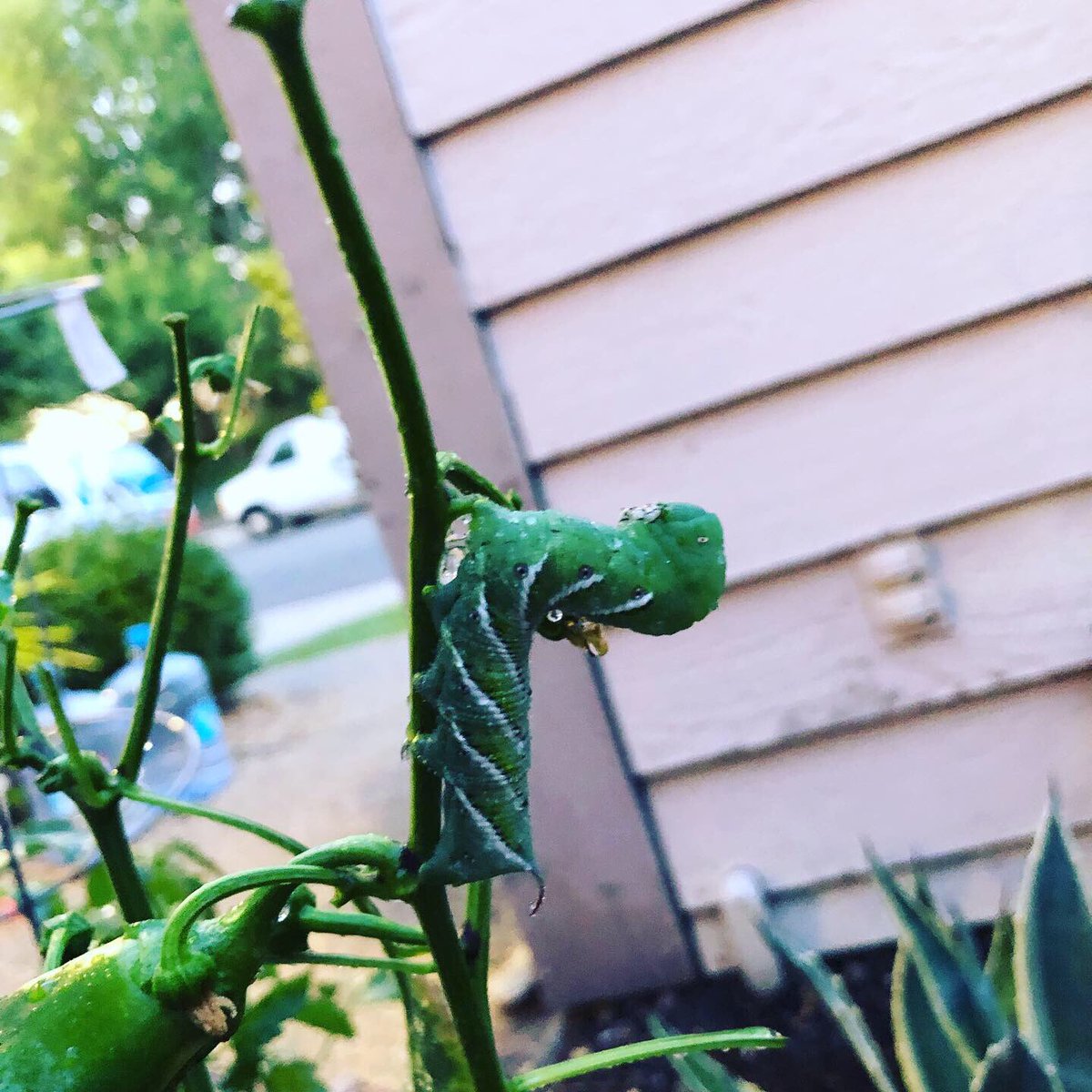 inspire_me1985's tweet photo. Found the culprit that’s been eating my pepper plant 🙄 #gardening #organic #gardenproblems https://t.co/pIecfcw74q