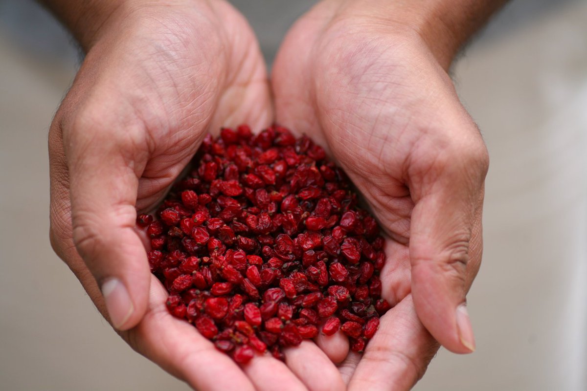 TheLonger's tweet photo. @iamhazelenglish Barberries!!! https://t.co/iWhDynpgUr