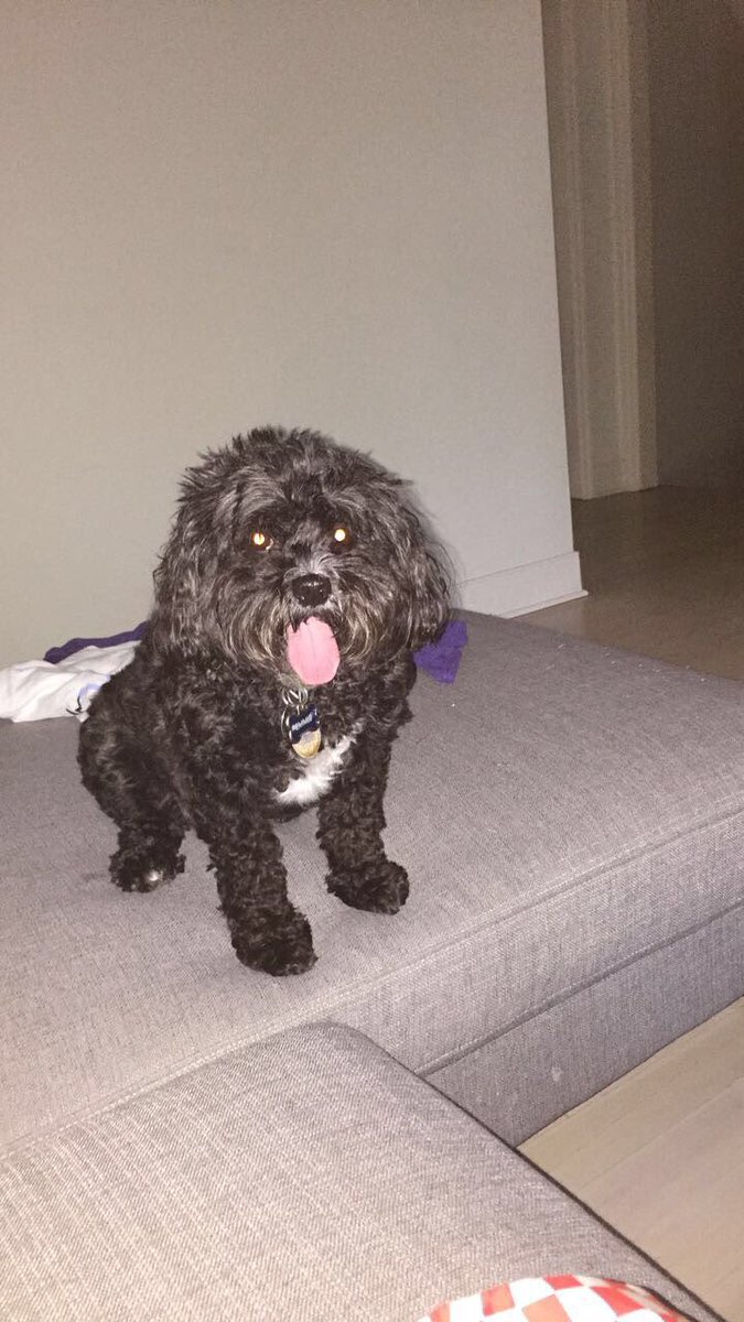 nancycurrankc's tweet photo. We are looking for Emmie. She has tags on / please call the number on her collar. Thank you!! https://t.co/rIig2C98w5