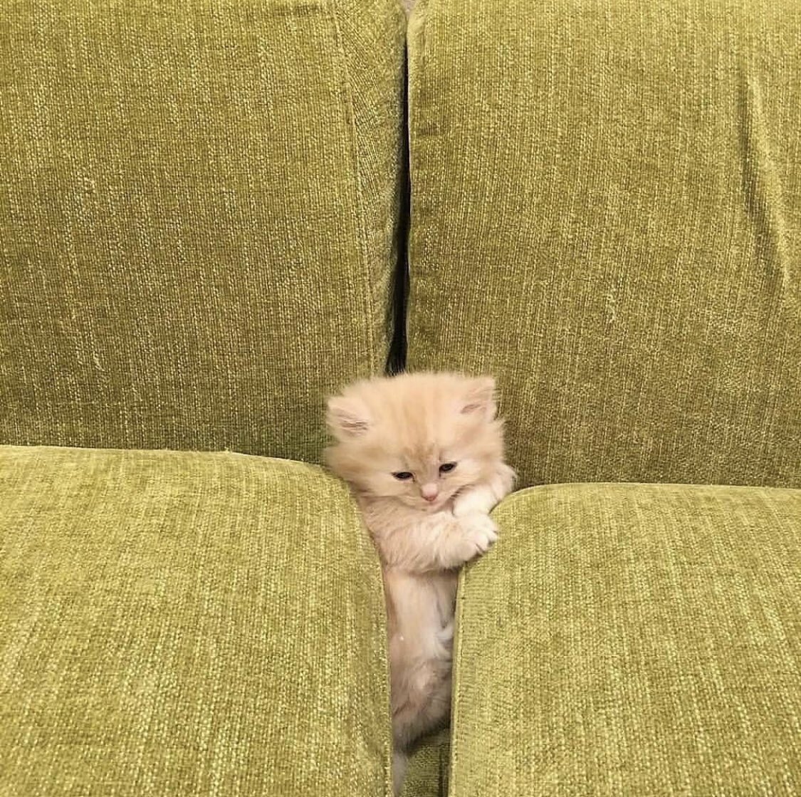 ムック🐈 tweet media
