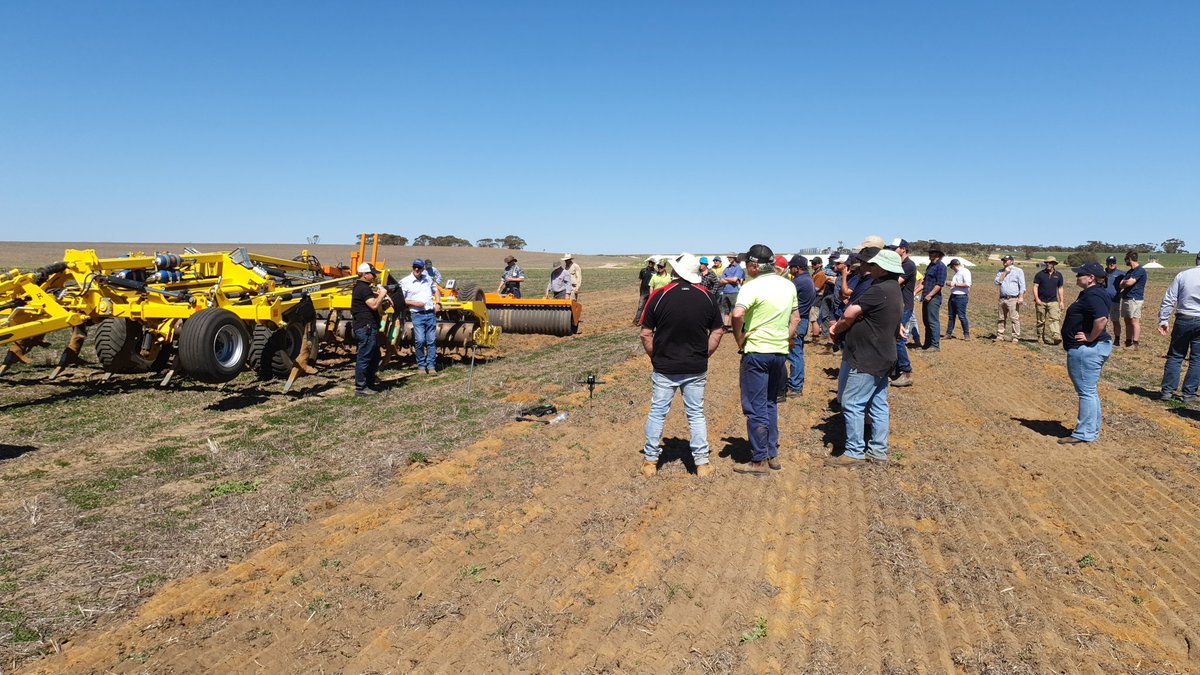 Bednar demo. Good subsoil moisture.