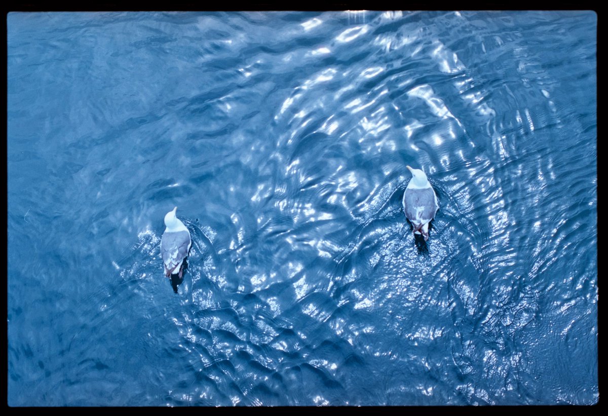 _sunny16's tweet photo. 良い水面です。
#Nikon #Nikonf2 #35mm #filmphotography #film #フィルム #フィルム写真 #japan #洞爺湖 https://t.co/3prLjX9LVn