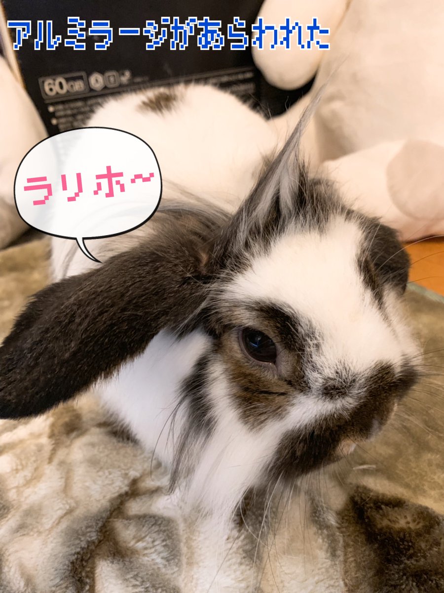 おかやん アルミラージがあらわれた ラリホーされちゃう うさぎ ロップイヤー ライオンロップ うさぎのいる暮らし うさぎ好きさんと繋がりたい