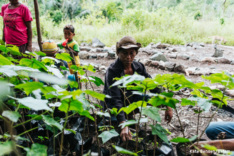 oxfamnz's tweet photo. Last month marks the 20th anniversary of Timor-Leste's independence. #Oxfam is working with partners on the ground in #TimorLeste to help improve livelihoods. Alvaro's village now produces 40 tonnes of #candlenuts which are sold to Indonesia, providing income for the villagers https://t.co/jl58bQyI6D