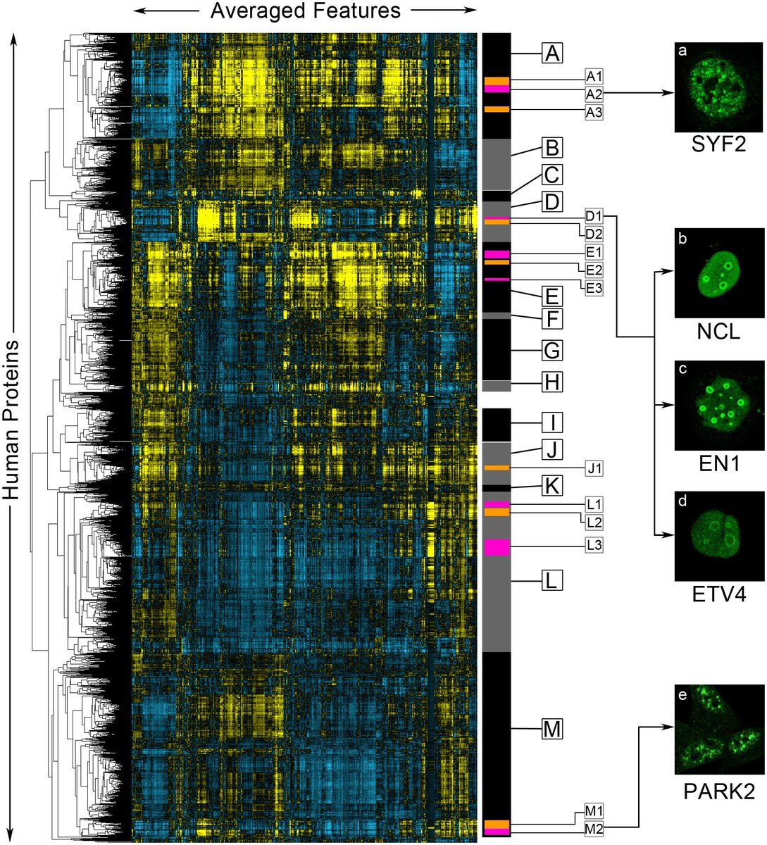 PLOSCompBiol's tweet photo. #NewResearch from Lu et al. 

'Learning unsupervised feature representations for single cell microscopy images with paired cell inpainting' 

https://t.co/HDxqgBfMzX https://t.co/iyI6FbHYB9