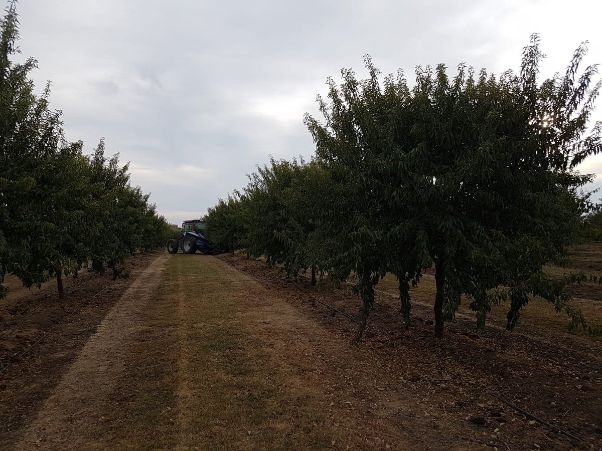 las_pueblas's tweet photo. Inicio de la recolección de #almendra variedad #Vayro 💪💪 https://t.co/FHShiPfRMb