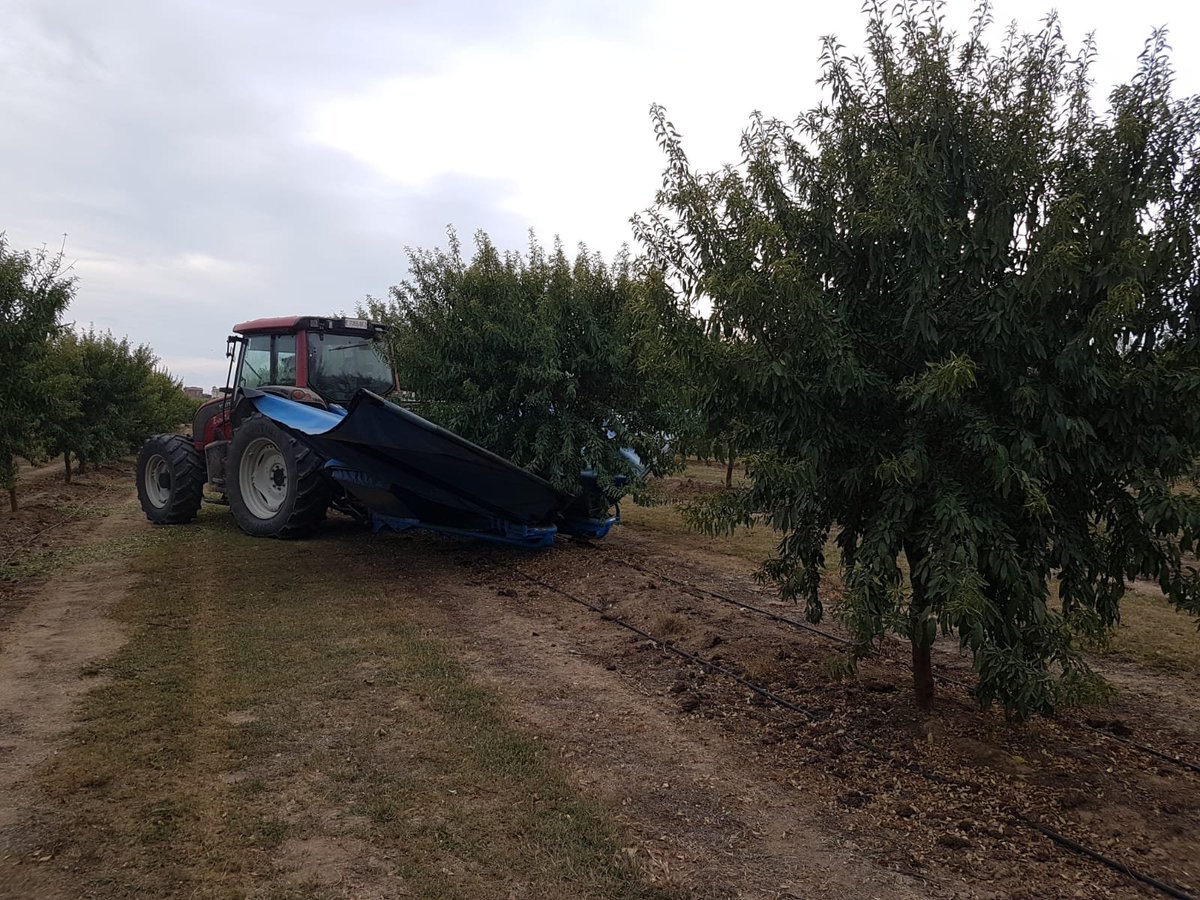 las_pueblas's tweet photo. Inicio de la recolección de #almendra variedad #Vayro 💪💪 https://t.co/FHShiPfRMb