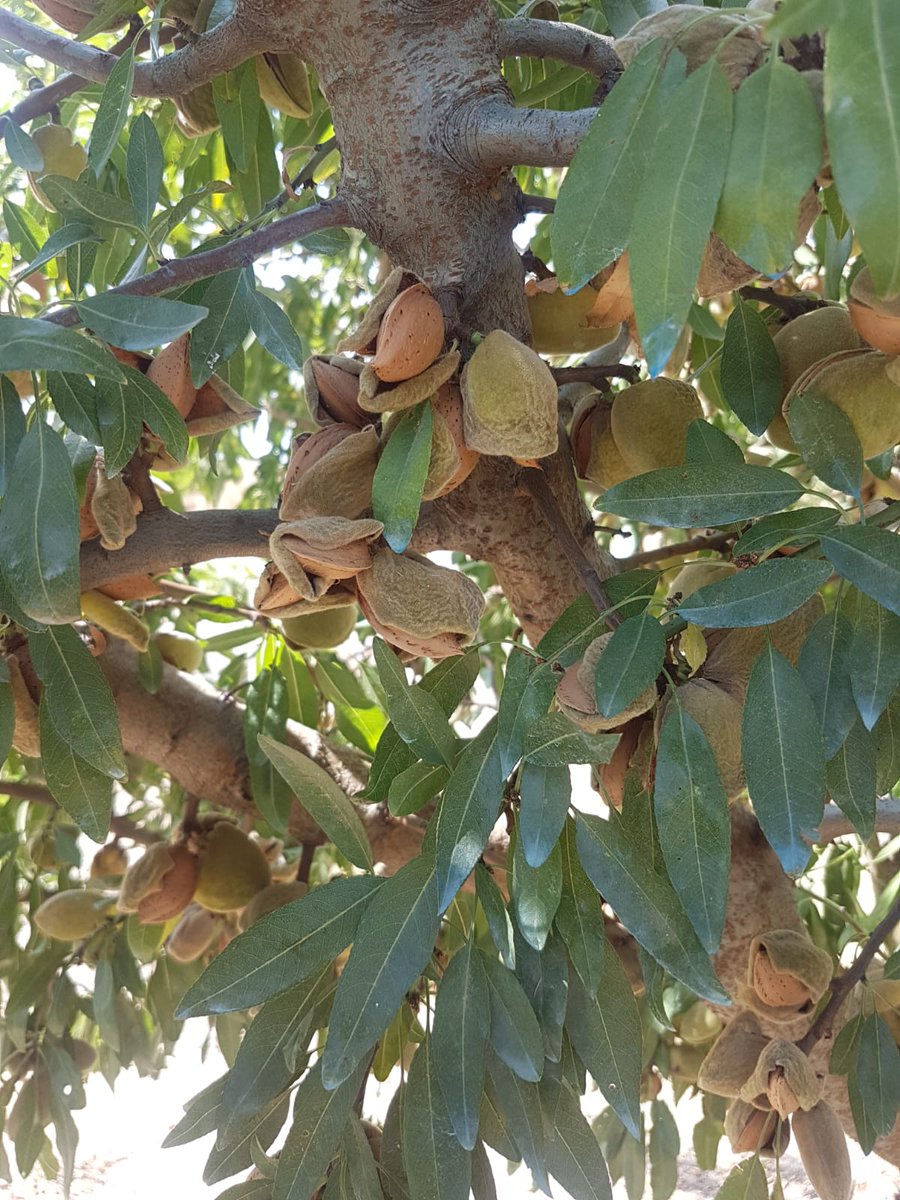 las_pueblas's tweet photo. Inicio de la recolección de #almendra variedad #Vayro 💪💪 https://t.co/FHShiPfRMb