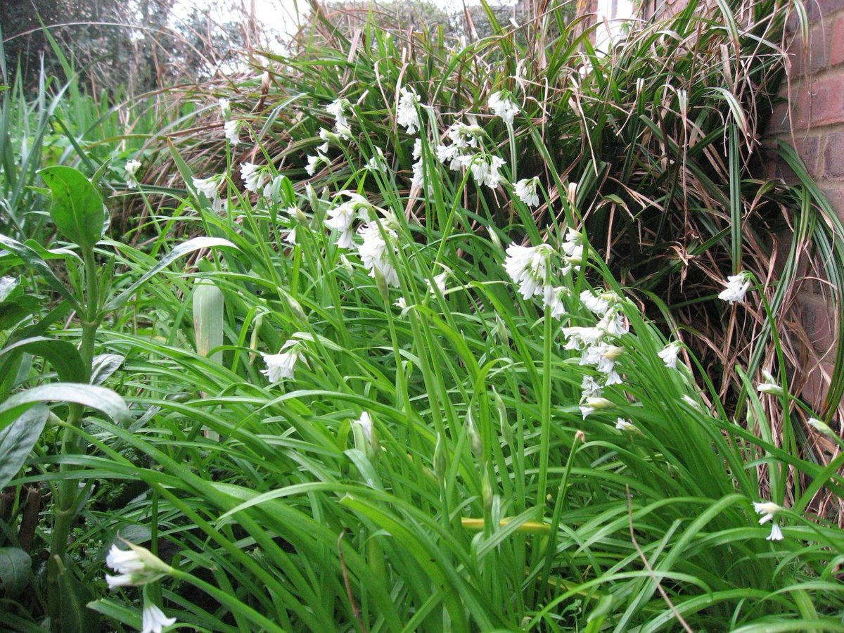 IWSLtd's tweet photo. Good morning, who's up for #Tuesdaychallenge? Name this non native (UK) invasive.... #IWSL #invasiveplant #nonnative https://t.co/o0SK1rwO7n