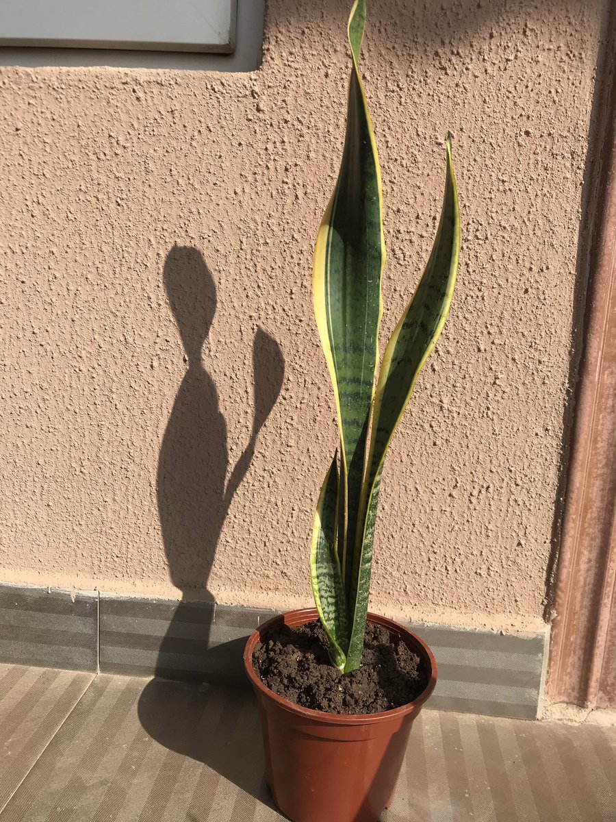  #MondayBuy Just because.... Sansevieria and a cactus