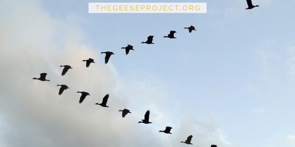 GeeseProject's tweet image. "The Geese Formation"
Ever asked yourself, Why do geese fly in a V formation? The reason is, not only about aerodynamics, its actually more to do with how they are able to cover SO many miles in the air as a collective. facebook.com/TheGeeseProject

#wellbeing #arttherapy #councelling