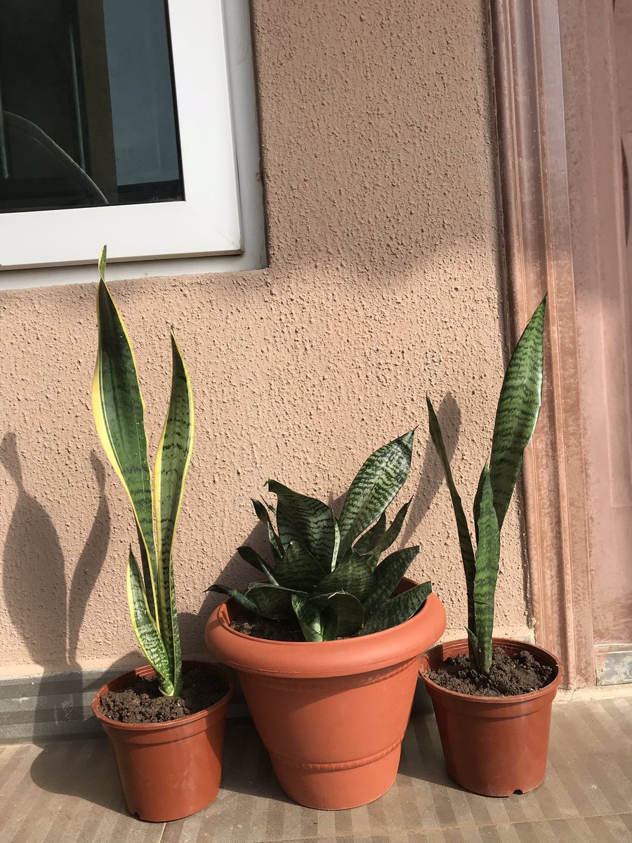 My growing Sanseveria Family