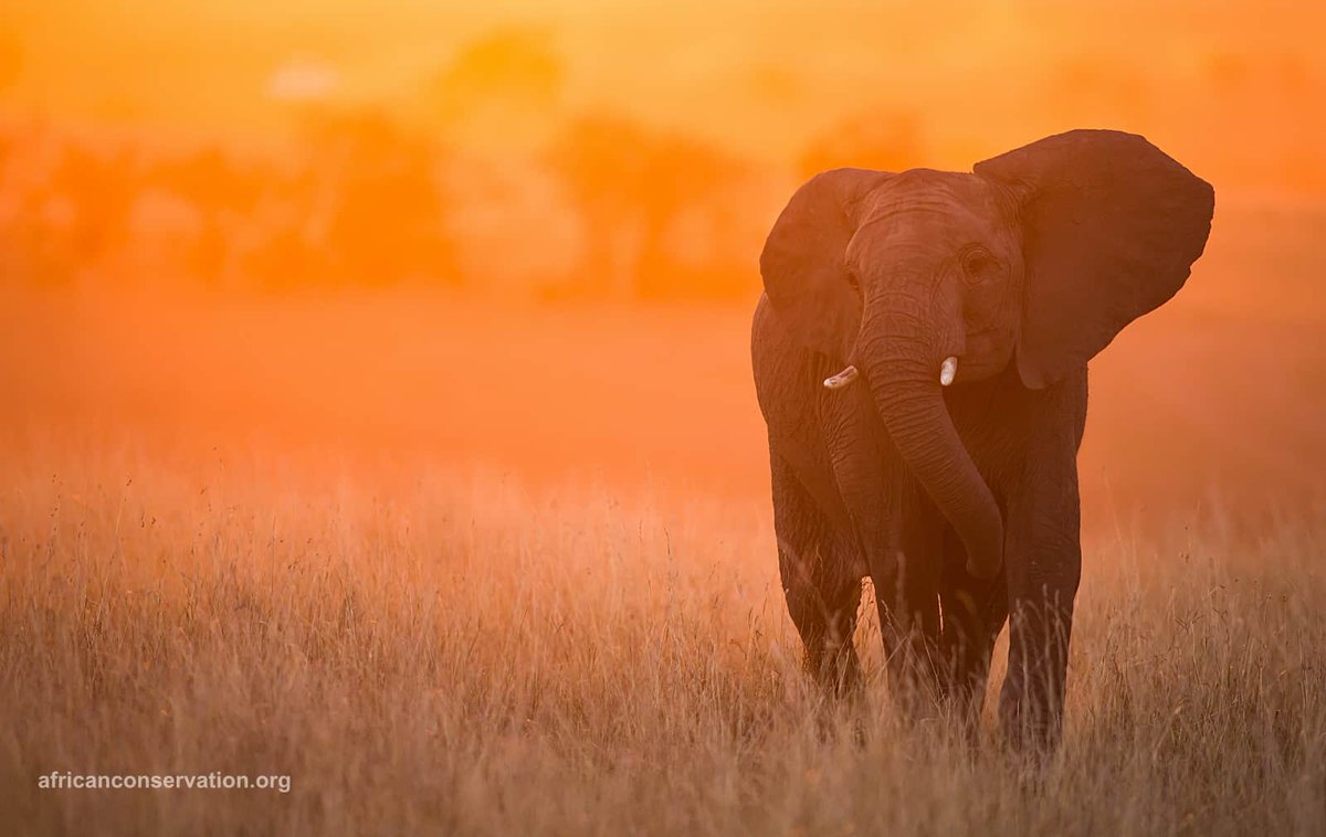 AfricanConserve's tweet photo. Visit #Uganda for a unique #ConservationSafari 
Enjoy a real African #safari while making a difference: #GreatApes tracking, #lion research #treeplanting 
#PearlofAfrica #Travel #TravelTuesday #Holidays https://t.co/jepvdWs8Aa https://t.co/Z9U0OjOhMo
