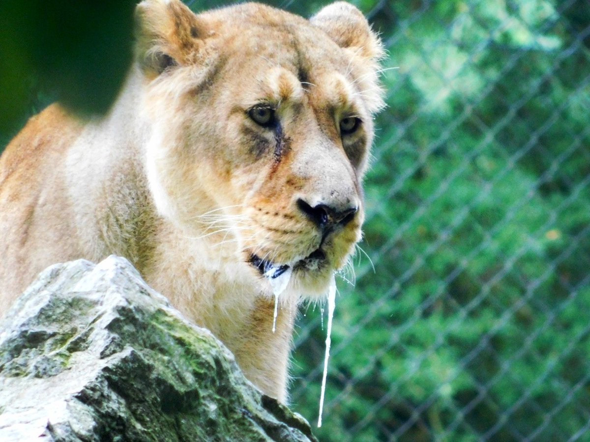 Great day at the zoo yesterday and managed to capture this beauty ❤️
<a href="/chesterzoo/">Chester Zoo</a> <a href="/amybabs87/">Amy Hughes</a> #daysout #chesterzoo #zoo #lionesses #beautiful