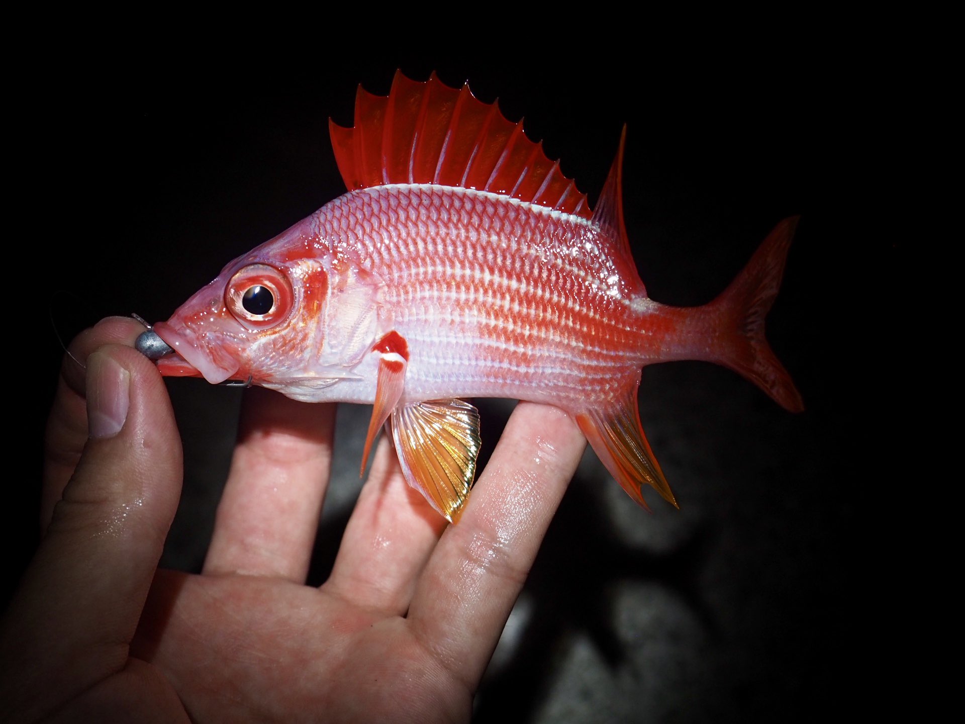 長嶋祐成 トガリエビスが釣れて この夜の主役は一気に持っていかれてしまった よく見るテリエビスやアヤメエビスは出ず トガリが一尾だけの珍しい夜だった T Co Prpzx60phs Twitter