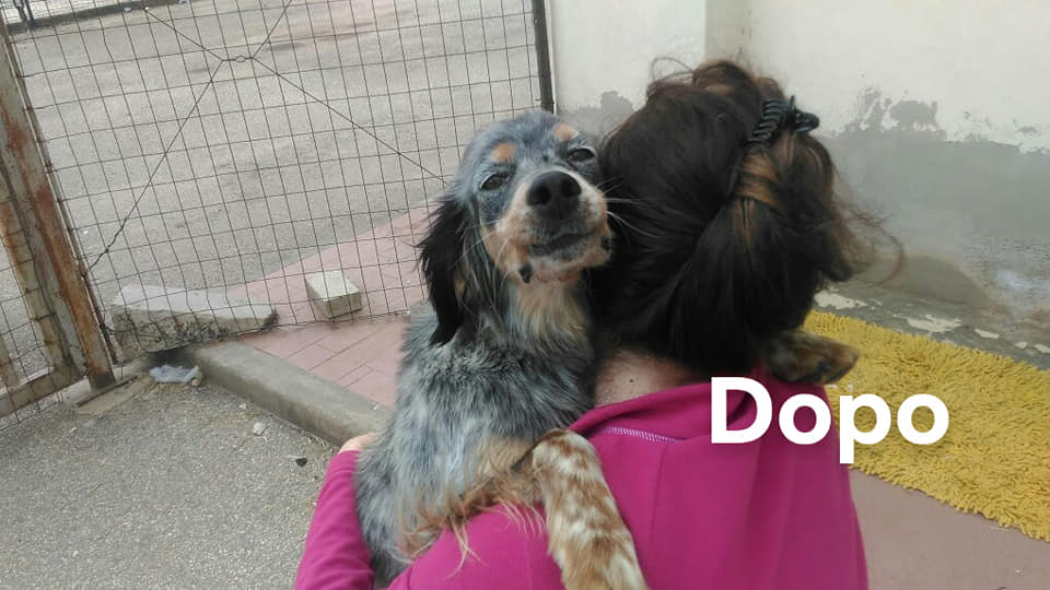 MunaronLuisella's tweet photo. ADOTTATAAA♥♥♥
Vi presento Meggie, incrocio particolarissimo, eh si..per metà cane e metà cozza! ! , è stata tradita nel modo più meschino, abbandonata in strada senza pietà..lei però è rimasta ad aspettara una settimana intera sotto la pioggia incessante https://t.co/b2MxcvlhPJ