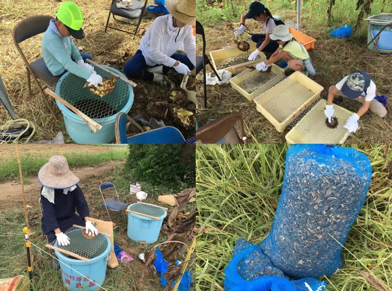 茨城県龍ケ崎市地域おこし協力隊 公式 9 5 水 よりひまわりの種の収穫 が始まり 参加者の皆様のサポートをしています 花の部分を刈り取り エキスパンドメタルにこすりつけて種を落としていきます 収穫した種は乾燥 選別等を経て ひまわり油にします