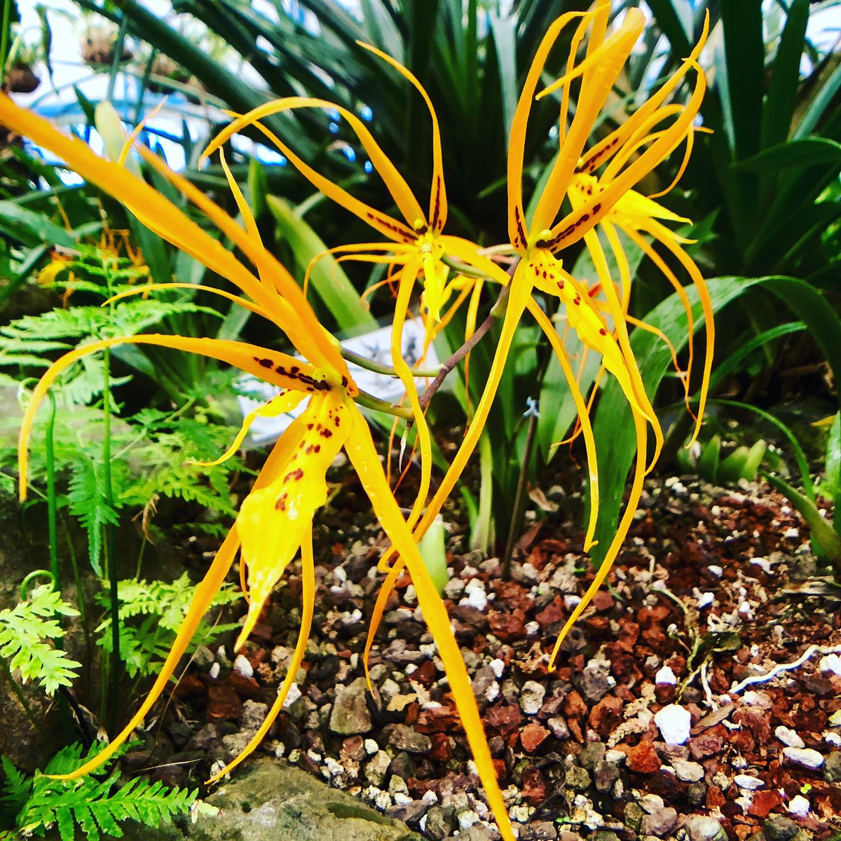 KeshOrchids's tweet photo. Brassia in bloom! Love it love it!!! Enjoy your day!!! #orchid #orchids #orchidee #orchidinbloom #orchidlover https://t.co/hQRT3KP8cc