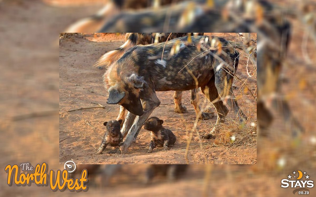 StaysCollection's tweet image. Whether it's the casinos and extravaganzas of Sun City, or an African safari, the North-West province offers a chance to 'get-away from it all...' 

northweststays.co.za

#stays #Staysselect #localvenues #Southafrica #holiday #casinos #SunCity #safari