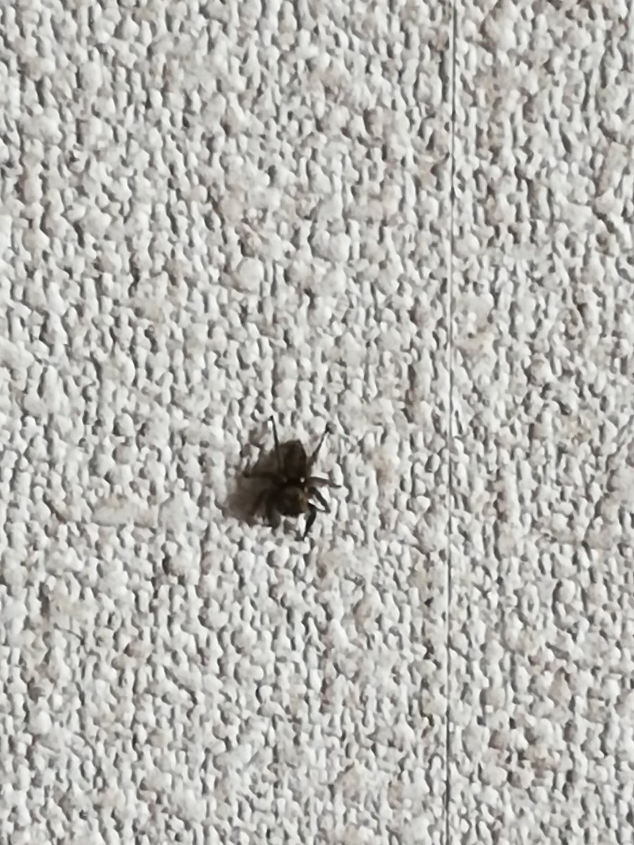 _Its_Sari's tweet photo. Just found a spider in my room. Maybe it's hiding from the storm?
#spider #tinyspider https://t.co/mRbAHswqA0