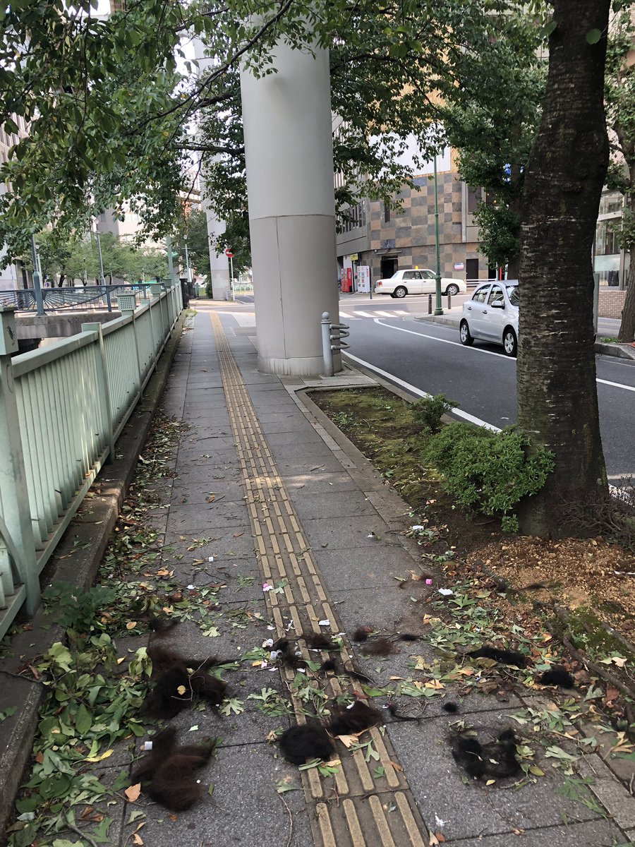 Morio Beast 台風の影響で千葉県南部は機能的に壊滅状態が続いているらしいし 台風の中外出した友人は マジ風ヤバすぎて髪の毛吹っ飛ぶかと思った 笑 とか言ってましたがどんだけヤバかったんですか 確かに木も折れてるし髪も落ちてるし