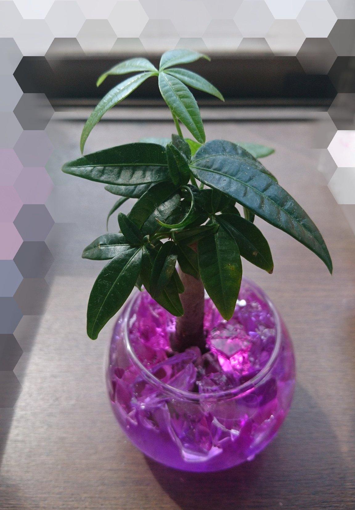 冷凍菌糸 さぶあか 9 2 花屋で夏の間ずっと気になってたまま売れ残っていたパキラを購入 ひとまずパキラちゃん一号 仮 と命名 観葉植物の類は部屋で育ててた土栽培の桔梗に油虫が群れて心が折れた以来 今日から家族だよ よろしくね お世話頑張るから