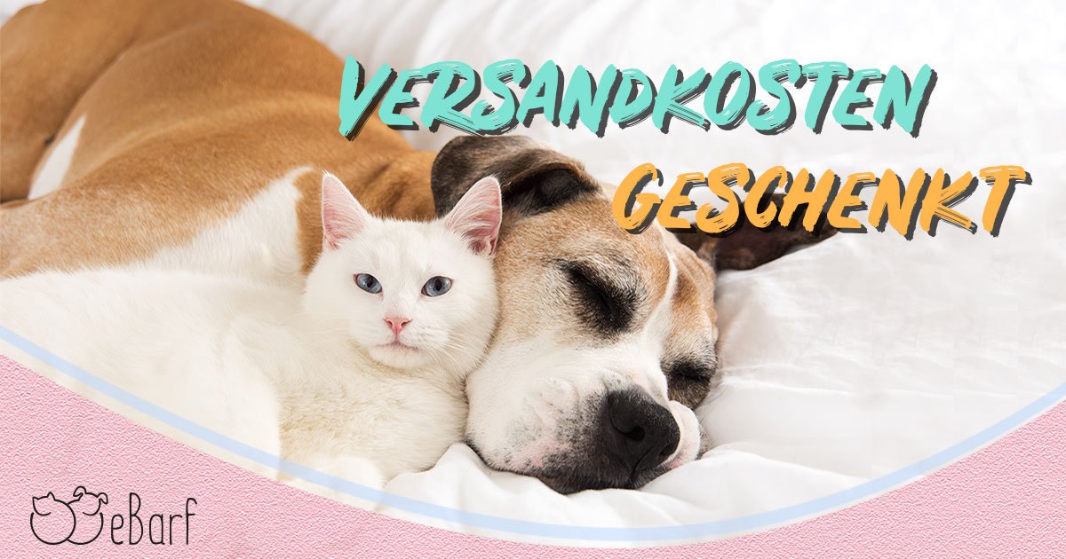 eBarfDE's tweet photo. ❗ 72 Stunden versandkostenfrei bestellen ❗

Vom 10.09. bis 12.09. bekommt ihr von uns bei Bestellungen über 59 € den Standardversand geschenkt 🤩

👉 https://t.co/mUQLxvEQcF

#katzen #Fixbarf #barf #alleinfuttermittel #menüs #frischfleisch #katzenfütterung #kitten #eBarf #cats https://t.co/youHPIKnSw