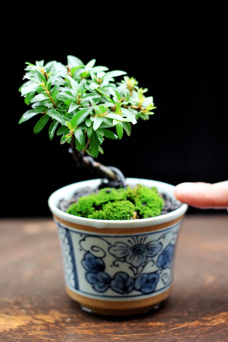 ConnersTree's tweet photo. แบ่งจำหน่ายบอนไซจิ๋ว ราคาหลักร้อยครับ #bonsai #bonsaitree #love #plant  #garden #happy #holiday #family #botanic #ต้นไม้ #บอนไซ #ไม้แคระ #ไม้จิ๋ว #treescorner #order https://t.co/76DHoi45mk