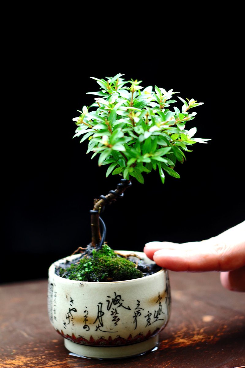 ConnersTree's tweet photo. แบ่งจำหน่ายบอนไซจิ๋ว ราคาหลักร้อยครับ #bonsai #bonsaitree #love #plant  #garden #happy #holiday #family #botanic #ต้นไม้ #บอนไซ #ไม้แคระ #ไม้จิ๋ว #treescorner #order https://t.co/76DHoi45mk