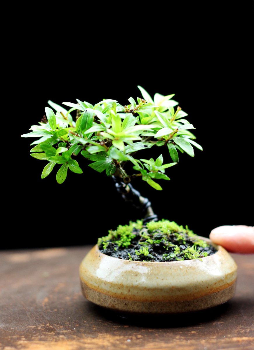 ConnersTree's tweet photo. แบ่งจำหน่ายบอนไซจิ๋ว ราคาหลักร้อยครับ #bonsai #bonsaitree #love #plant  #garden #happy #holiday #family #botanic #ต้นไม้ #บอนไซ #ไม้แคระ #ไม้จิ๋ว #treescorner #order https://t.co/76DHoi45mk