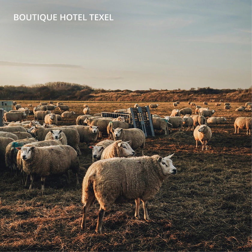 Wegdromen in luxe op het platteland van Eierland. Inspirerend, warm en eco-chique. 😍 Kom je schaapjes tellen? 🐑

Boek hier je bijzondere overnachting: hoteltexel.nl/slapen