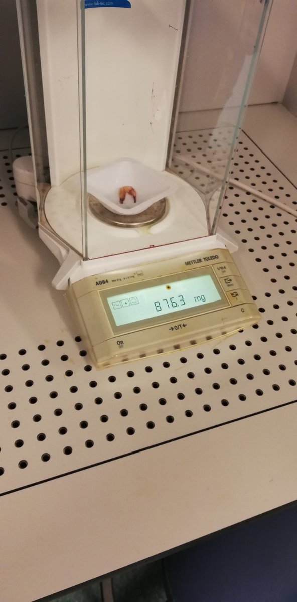 DrAsmita_Singh's tweet photo. Preparation of #zooplankton and #krill samples for isotope analysis from #DML2019 @ #UiB https://t.co/Oe4JQ2kvno