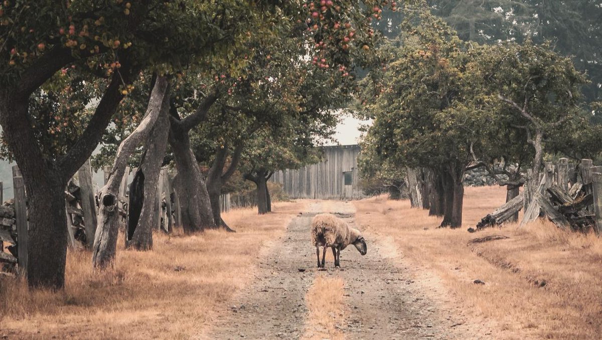 This goat reminds me of when we've got a whole feature to build and we get stuck for 4 hours focusing on what to call a variable.

#randompost #programming #programmer #coding #coder #coders #developer #html #css #computer #software #php #javascript #webdevelopment #webdesigner