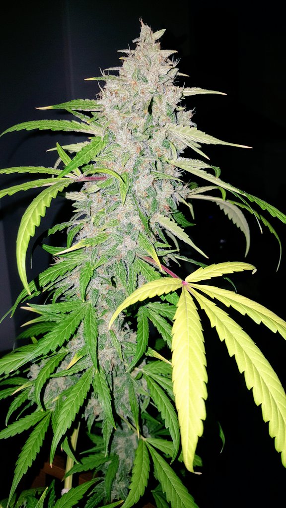 Here's my other super frosty Double Grape (by <a href="/MephistoSeeds/">Mephisto Genetics</a>) at 70 days old. Grown in a 3 gallon airpot with Biobizz All-mix soil &amp; Biobizz nutrients.

She smells &amp; looks amazing! Double Grape is one of the frostiest Autos I've grown. I highly recommend this strain! #GrowYourOwn
