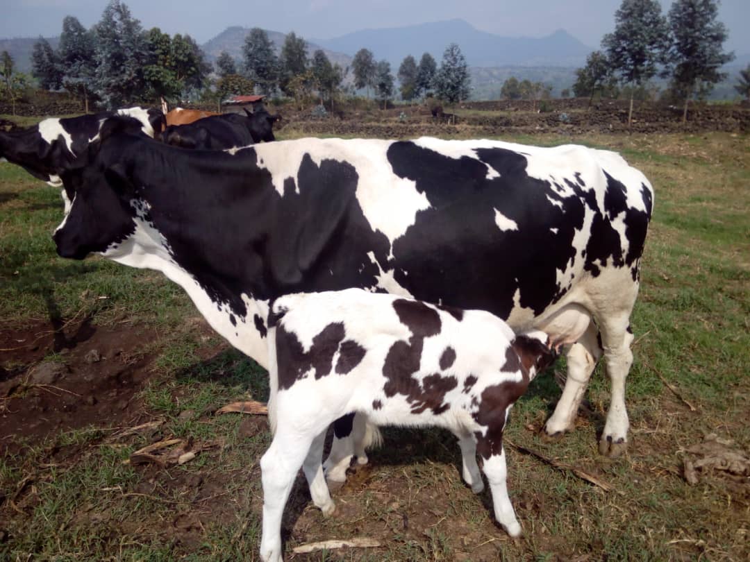 Alpha_Niz's tweet photo. Animal breeding #geneticimprovment is a fundamental approach to increase raw milk production and farming as business. #RYAFFieldStaff at MCC are facilitating and advising smallholder farmers on the best of improved breeds through #LFFS during #extensionServices; #RYAFRDDPRCVD https://t.co/0OnpybSEjj