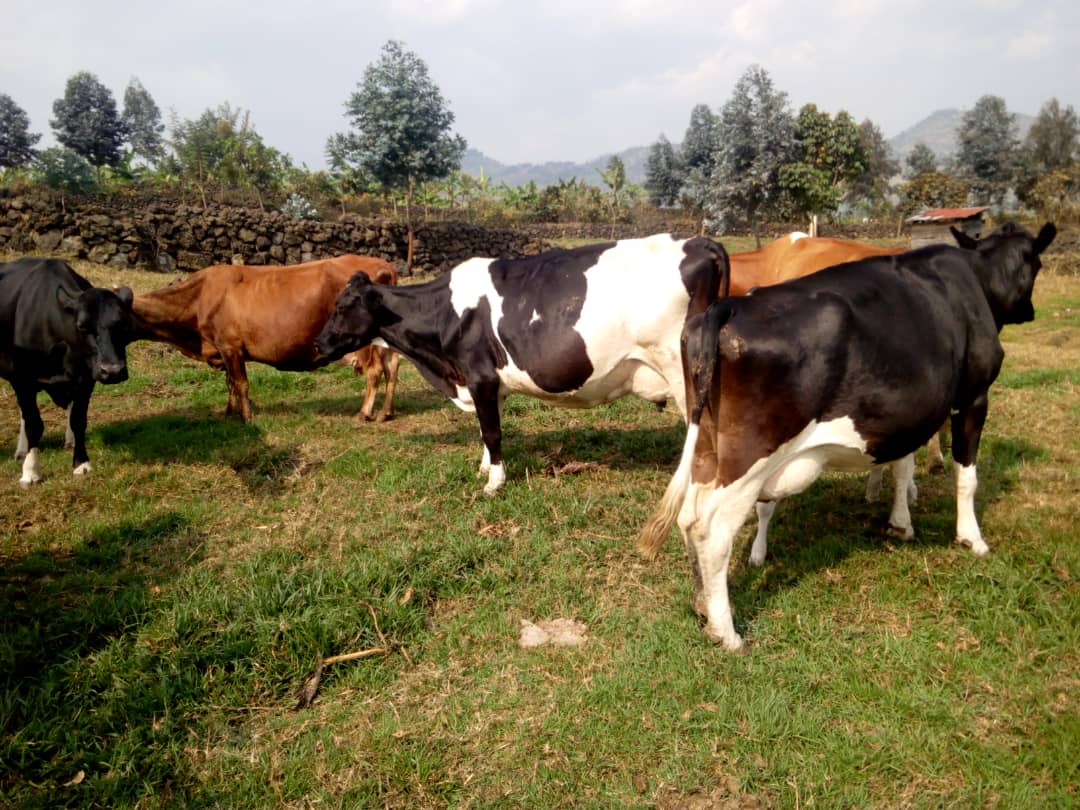 Alpha_Niz's tweet photo. Animal breeding #geneticimprovment is a fundamental approach to increase raw milk production and farming as business. #RYAFFieldStaff at MCC are facilitating and advising smallholder farmers on the best of improved breeds through #LFFS during #extensionServices; #RYAFRDDPRCVD https://t.co/0OnpybSEjj