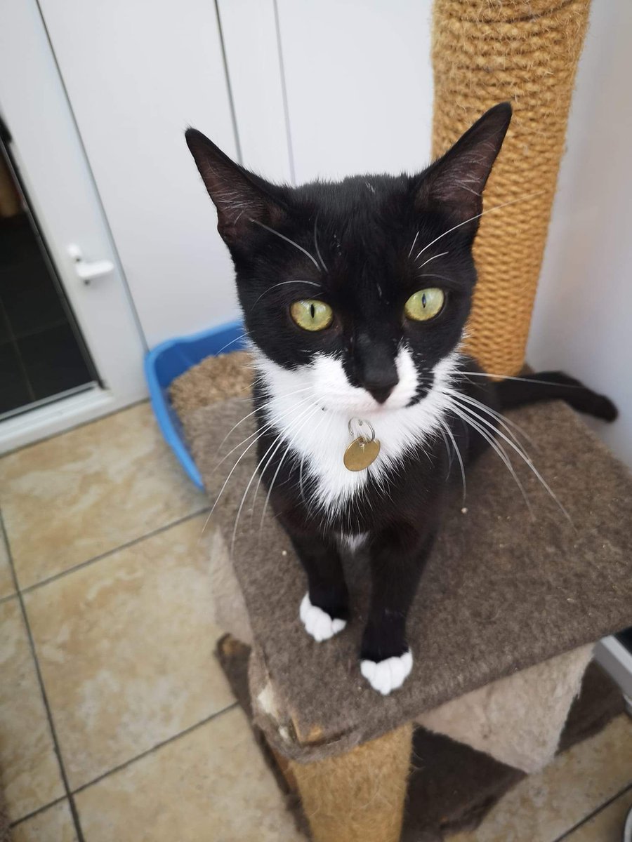 newstartcats's tweet photo. Let's find Daisy a home, she's been let down for the 3rd time.
1 yr old, loves attention, being picked up and suitable with cats, children n dogs.
If you would like Daisy then please give Karen/ Donna a call or message on 07598 752992/ 07591 741326 https://t.co/Gmoz45aQhk