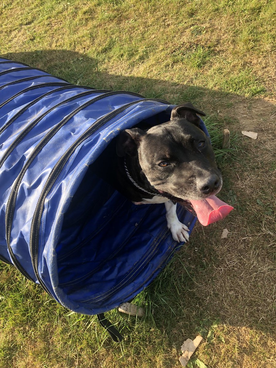 Good Morning 🐶 I’m in my favourite place, where’s yours? #CuteDog #Dog #DogLife #Dogs #DogsofTwittter #staffordshirebullterrier #staffy #TheRuffRiderz #TongueOutTuesday #Tripawd #woof Zombie free zone #ZSHQ <a href="/ZombieSquadHQ/">ZombieSquadHQ💖💚🧡💚🩵©</a>