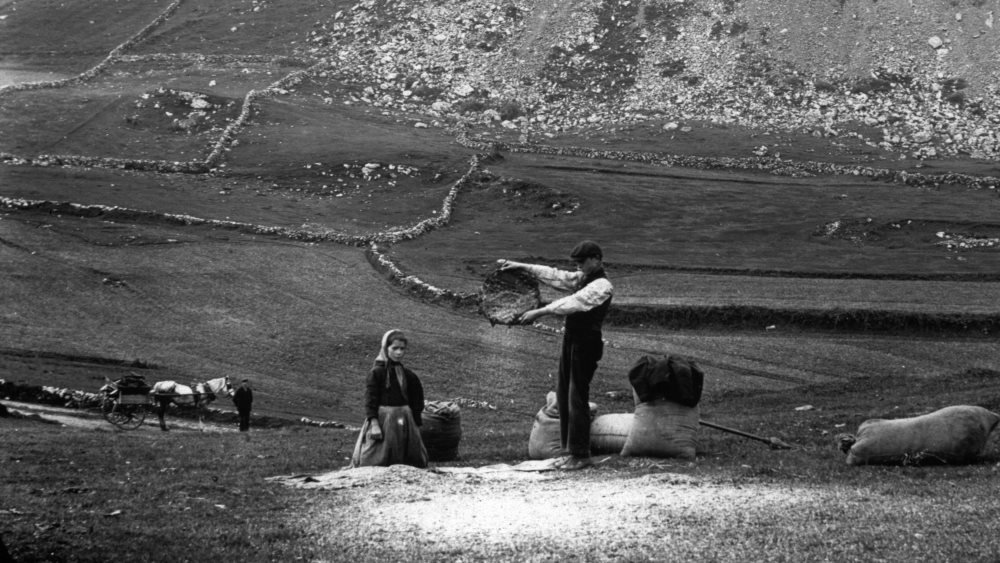 This extraordinary picture from the National Museum of Ireland Collection, of Winnowing Corn at Rosapenna on Donegal’s Rosguill Peninsula was taken in around 1900. 
Winnowing was the process that separated the grain, stalk, and husk. #GoVisitDonegal #WildAtlanticWay <a href="/WAWHour/">#WAWHour</a>