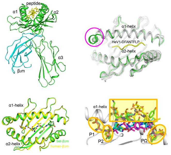 Why do #bats show no symptoms when carrying #viruses that are highly pathogenic in other mammals? Unusual mode of peptide presentation by bat MHC I (&amp; recognition by T-cell receptors) sheds light on bats' peaceful coexistence with viruses #PLOSBiology plos.io/2kE0iAT